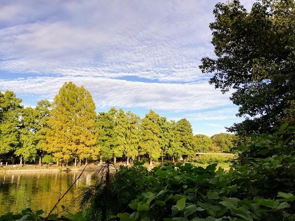 早朝の公園