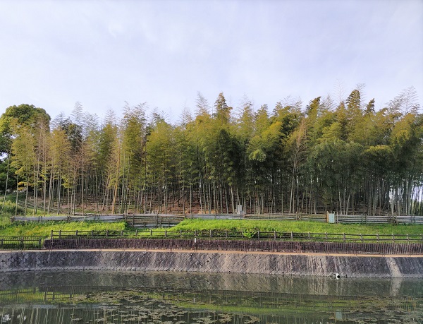 千里の竹林