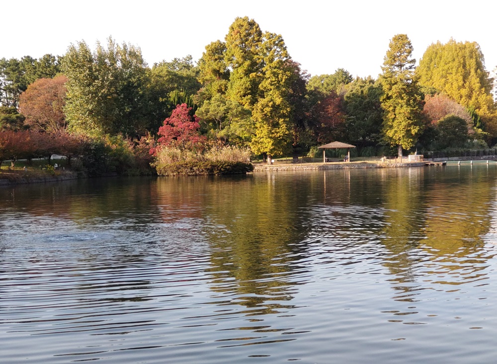 紅葉の千里南公園